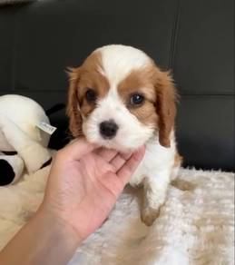 Cavalier King Charles (preorder)