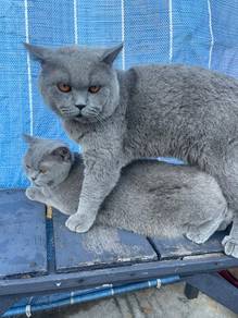 kucing britishshorthair bsh cat