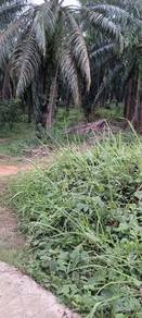 Agricultural-Land-for-rent-Kuala-Kangsar-Perak