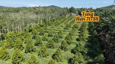 Kedah Pendang > Durian Farm For Sale