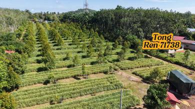 Kedah Pendang > Durian Farm For Sale