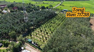 Kedah Pendang > Durian Farm For Sale