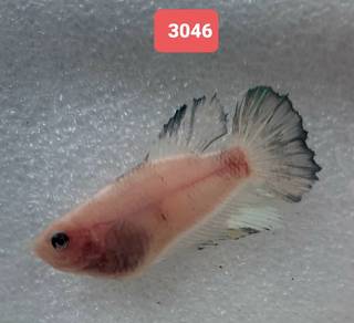 3046 Celo Multicolor Female Betta