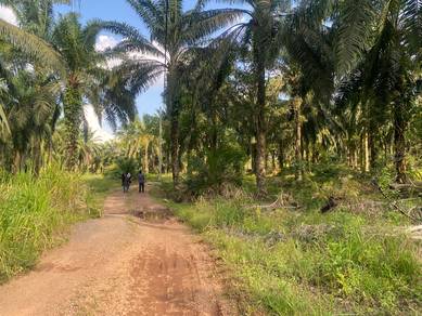 Tanah sawit tua bangas segamat johor