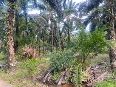 Tanah sawit tua bangas segamat johor