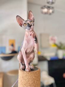Sphynx Kucing Male cat pet