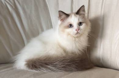Ragdoll Girl 🇲🇾 Seal Bicolour