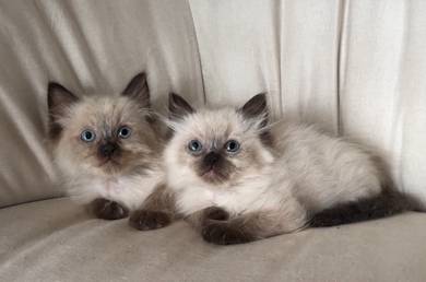 Ragdoll Boy 🇲🇾 Seal Mitted