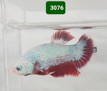 3076 Ikan Laga Jantan Multicolor Male Betta