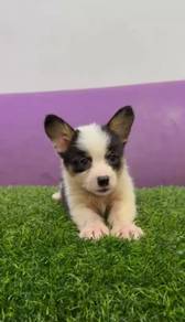 Corgi male tri color pure breed