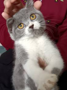 Kitten British Shorthair
