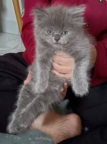 Kitten British Long Hair