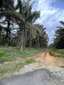 Tanah ladang sawit