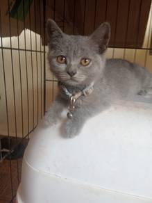 bsh 