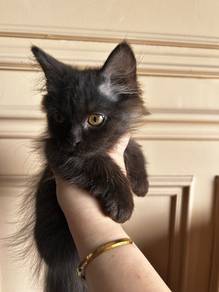 Adorable Munchkin Kitten Available 🏡