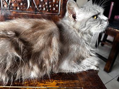 Beautiful Persian Mother & Son Duo for Rehome 🏡