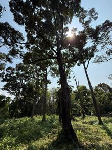 [FREEHOLD] Tanah Pertanian Pokok Durian 1.2 Ekar Beserah Darat,Kuantan