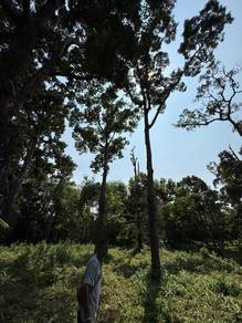 [FREEHOLD] Tanah Pertanian Pokok Durian 1.2 Ekar Beserah Darat,Kuantan