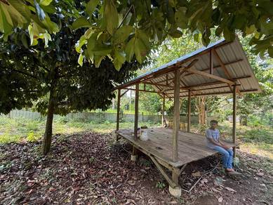 [FREEHOLD] Tanah Pertanian Pokok Durian 1.2 Ekar Beserah Darat,Kuantan