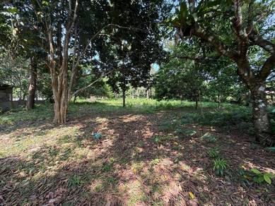 [FREEHOLD] Tanah Pertanian Pokok Durian 1.2 Ekar Beserah Darat,Kuantan
