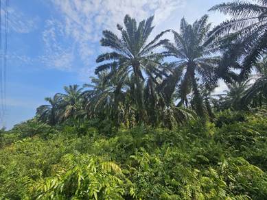 Tanah Pertanian Sg Boh Pontian Untuk Dijual