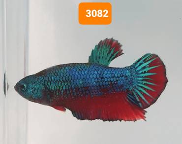 3082 Ikan Laga Halfmoon Plakat Male Betta Fish