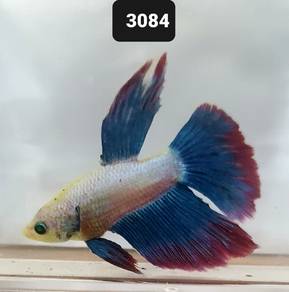 3084 Ikan Laga Jantan HalfMoon Neon Male Betta