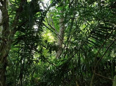 Agricultural-Land-for-sale-Lenggong-Perak