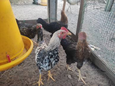 ayam kampung