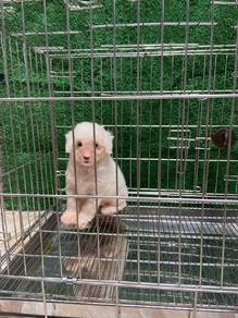 Promotion Last Male white Poodle 