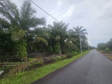 TANAH PONTIAN ‼️UNTUK DIJUAL ‼️ pulai sebatang