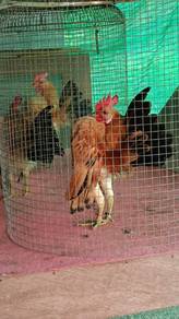 ayam serama
