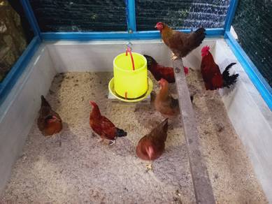 Ayam Kampung seko 35