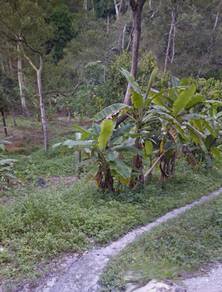 Durian Orchard / 16 Acres / Sungai Ara / Freehold