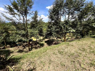Durian Farm with House in Serendah