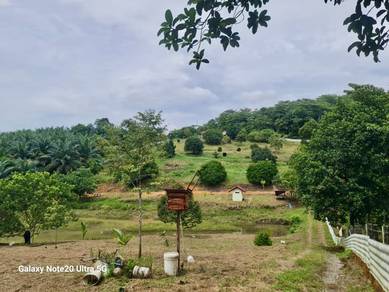 Kebun Buah di SKC Bukit Beruntung