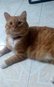 mix Persian cat
