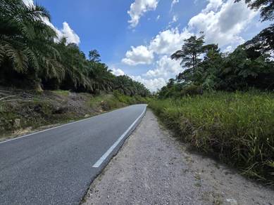 Roadside Agriculture Land Marudi