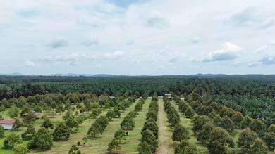 Agricultural Land Durian Farm Chamek Paloh