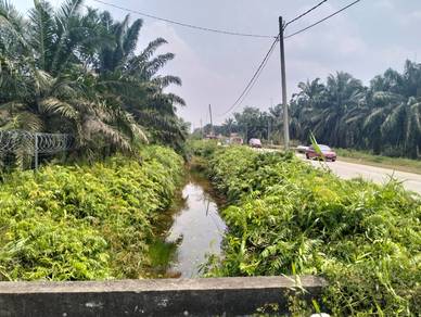 Batang Berjuntai Oil Palm Plantation