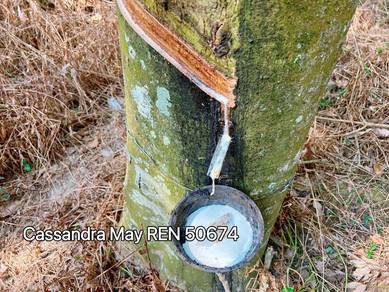 Freehold Lendu Alor Gajah Rubber Trees Agricultural Land For Sale