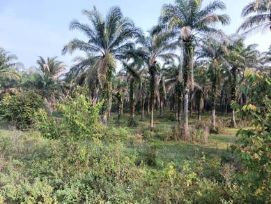Gopeng - Agriculture Land - 3 acres - Freehold 