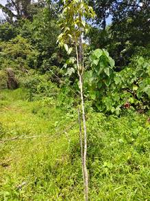 Kebun Durian Cantik (Lot Kedua Tepi Jalan Utama) Bukit Diman, Ajil