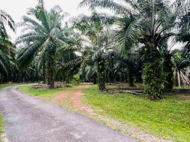 Rembau Freehold 120 acre oil palm land for sale
