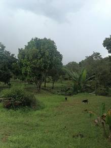 Linggi, Exevalley, kundur hilir