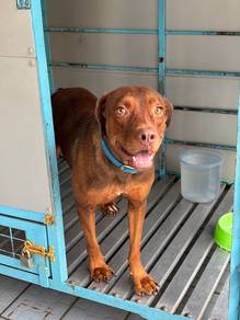 Mix Pitt-Doberman Good Girl