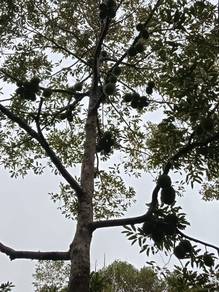 Beautiful Orchard Land for Sale in Ulu Melaka, Langkawi