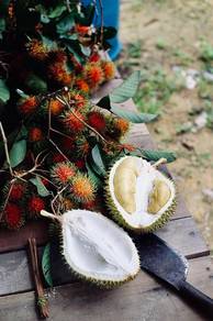 [30 Pokok] Kebun Durian Kg Sg Timah Jalan Jerangau Jabor  Kemaman