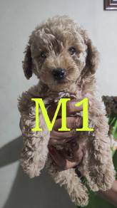 short legs poodle puppies ready for re home 