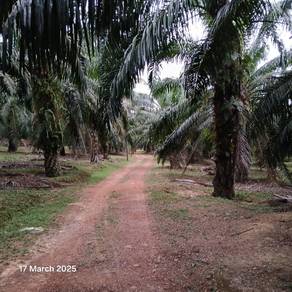 Agriculture land Kelapa Sawit Kuala Sungai Baru Masjid Tanah Melaka